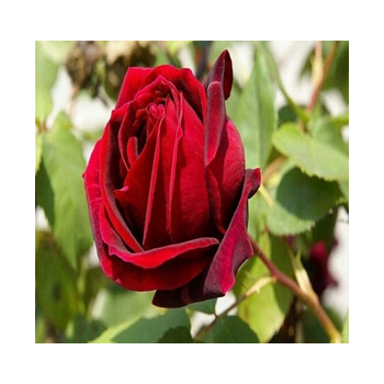 RÓŻA wielkokwiatowa czerwono - bordowa - sadzonki 20 / 30 cm